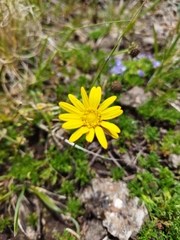 Ursinia montana