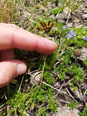 Ursinia montana