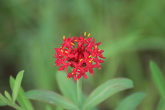 Pimelea punicea