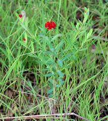 Pimelea punicea