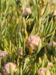Leucadendron lanigerum lanigerum