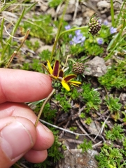 Ursinia montana