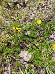 Ursinia montana