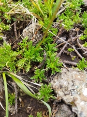 Ursinia montana