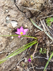 Romulea camerooniana
