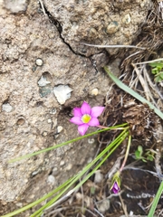 Romulea camerooniana