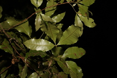 Pseudoweinmannia lachnocarpa