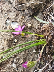 Romulea camerooniana