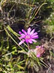 Senecio macrocephalus