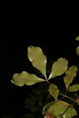 Pseudoweinmannia lachnocarpa