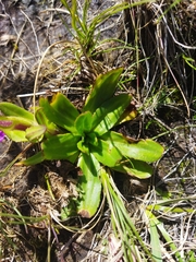 Senecio macrocephalus