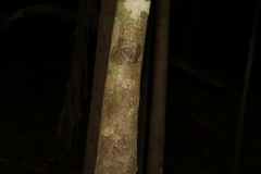 Pseudoweinmannia lachnocarpa