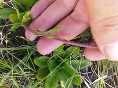 Senecio macrocephalus
