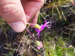 Senecio macrocephalus