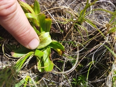 Senecio macrocephalus