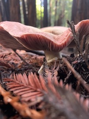 Agaricus buckmacadooi