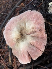 Agaricus buckmacadooi