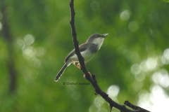 Prinia hodgsonii