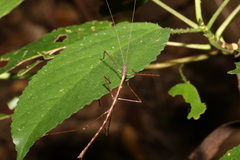 Candovia granulosa