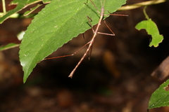 Candovia granulosa