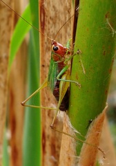 Conocephalus nigropleurum