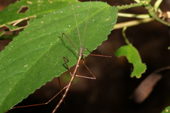 Candovia granulosa