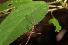 Candovia granulosa