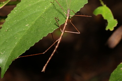 Candovia granulosa