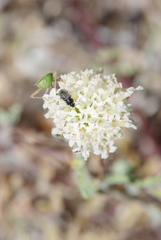 Chaenactis douglasii