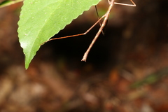 Candovia granulosa