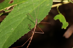 Candovia granulosa