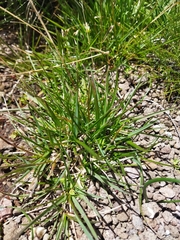 Poa binata