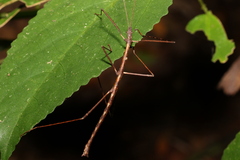 Candovia granulosa
