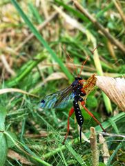 Echthromorpha intricatoria