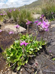 Senecio macrocephalus