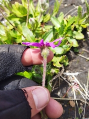 Senecio macrocephalus
