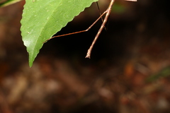 Candovia granulosa