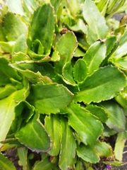 Senecio macrocephalus