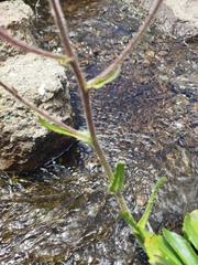 Senecio macrocephalus