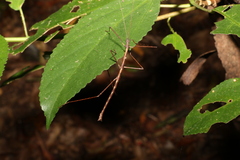 Candovia granulosa