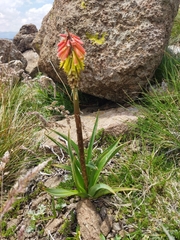 Kniphofia ritualis