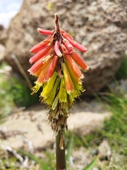 Kniphofia ritualis