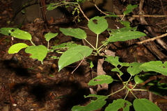 Dendrocnide photiniiphylla