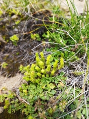 Crassula lanceolata