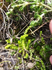 Crassula lanceolata