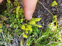 Crassula lanceolata