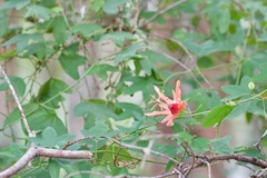 Passiflora aurantia aurantia