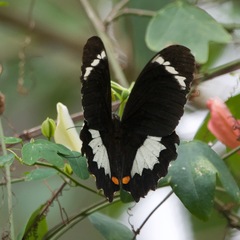 Papilio aegeus aegeus