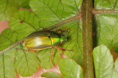 Pyronota