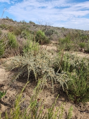 Aspalathus acanthophylla